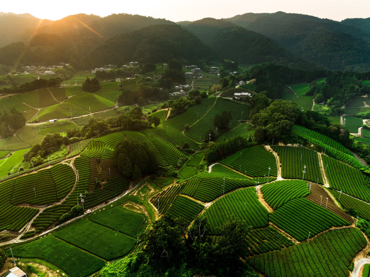 KYOTO MATCHA WORKSHOP with SHUHARI KYOTO | MATCHADO Acton Café