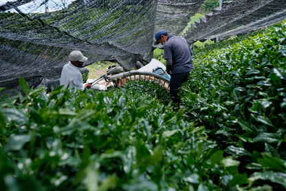 KYOTO MATCHA WORKSHOP with SHUHARI KYOTO | MATCHADO Acton Café