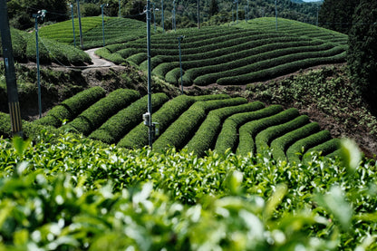 KYOTO MATCHA WORKSHOP with SHUHARI KYOTO | MATCHADO Acton Café