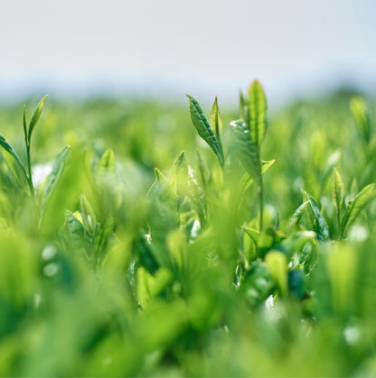 Close-up of green matcha leaves in a field with a blurred background