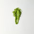 MATCHADO Kyoto Saemidori Unsweetened Matcha (NEW) - Single Origin - Bright Green & Delicate Floral Notes. Matcha powder shaped like a footprint on a white background
