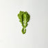 MATCHADO Kyoto Samidori Unsweetened Matcha (NEW) - Single Origin - Refined Aftertaste & Balanced Aroma. Matcha powder
